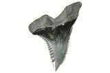 Snaggletooth Shark (Hemipristis) Tooth - South Carolina #270036-1
